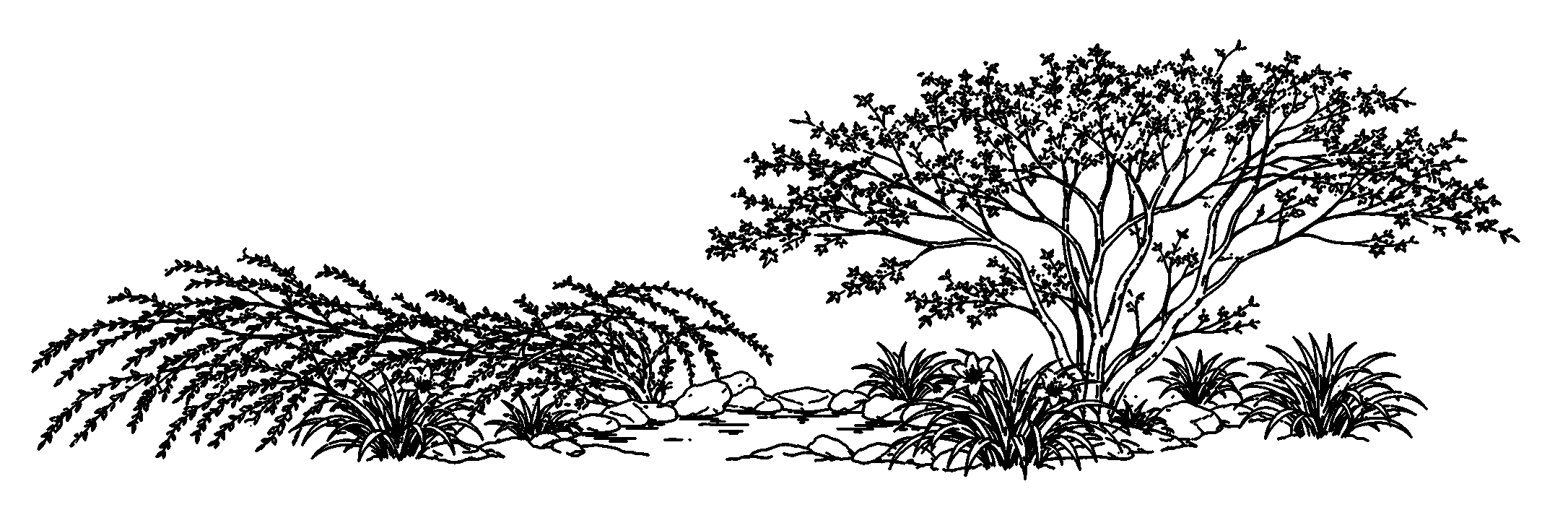 A line drawing inspired by Lesley’s garden, featuring an acer, lilies, willow and pond